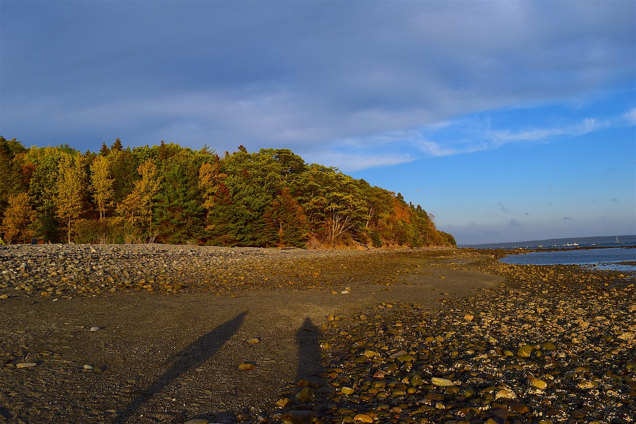 sunset shore trees free photo