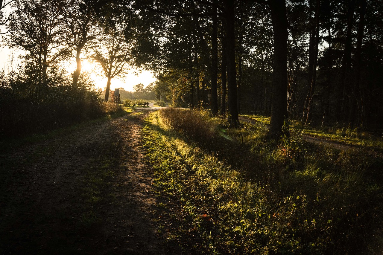 sunset forest road free photo