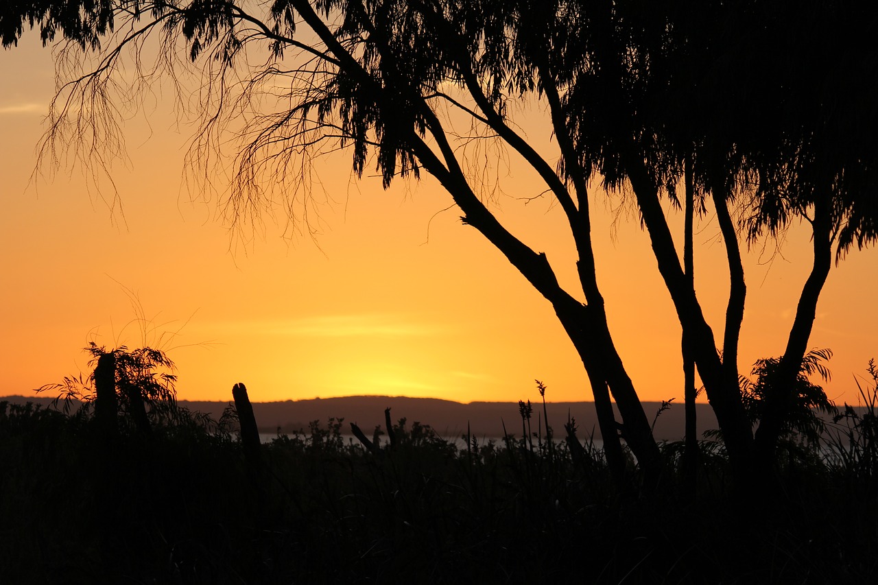 sunset trees branches free photo