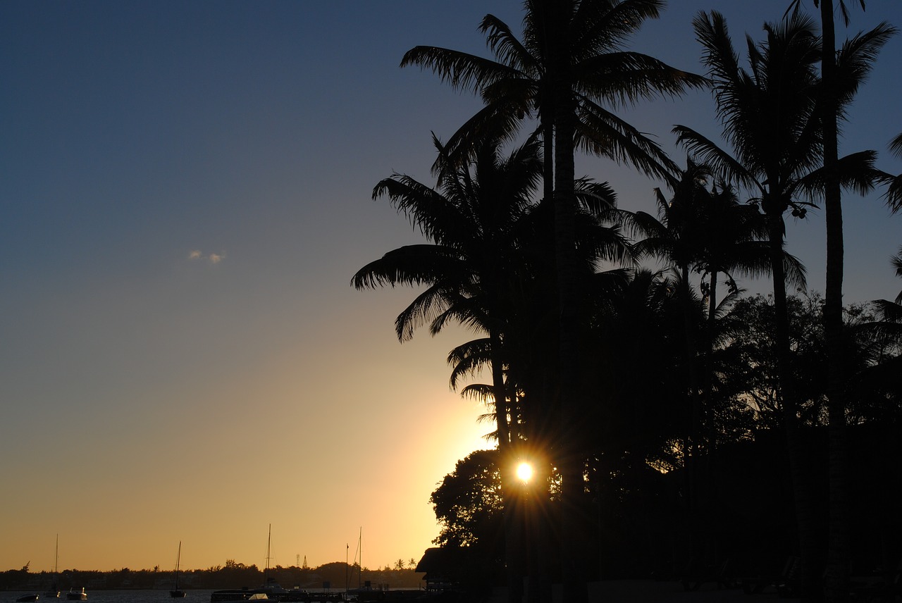 sunset holiday palm trees free photo