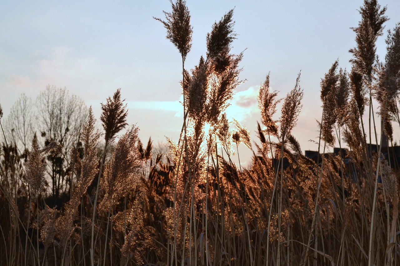 sunset nature sky free photo