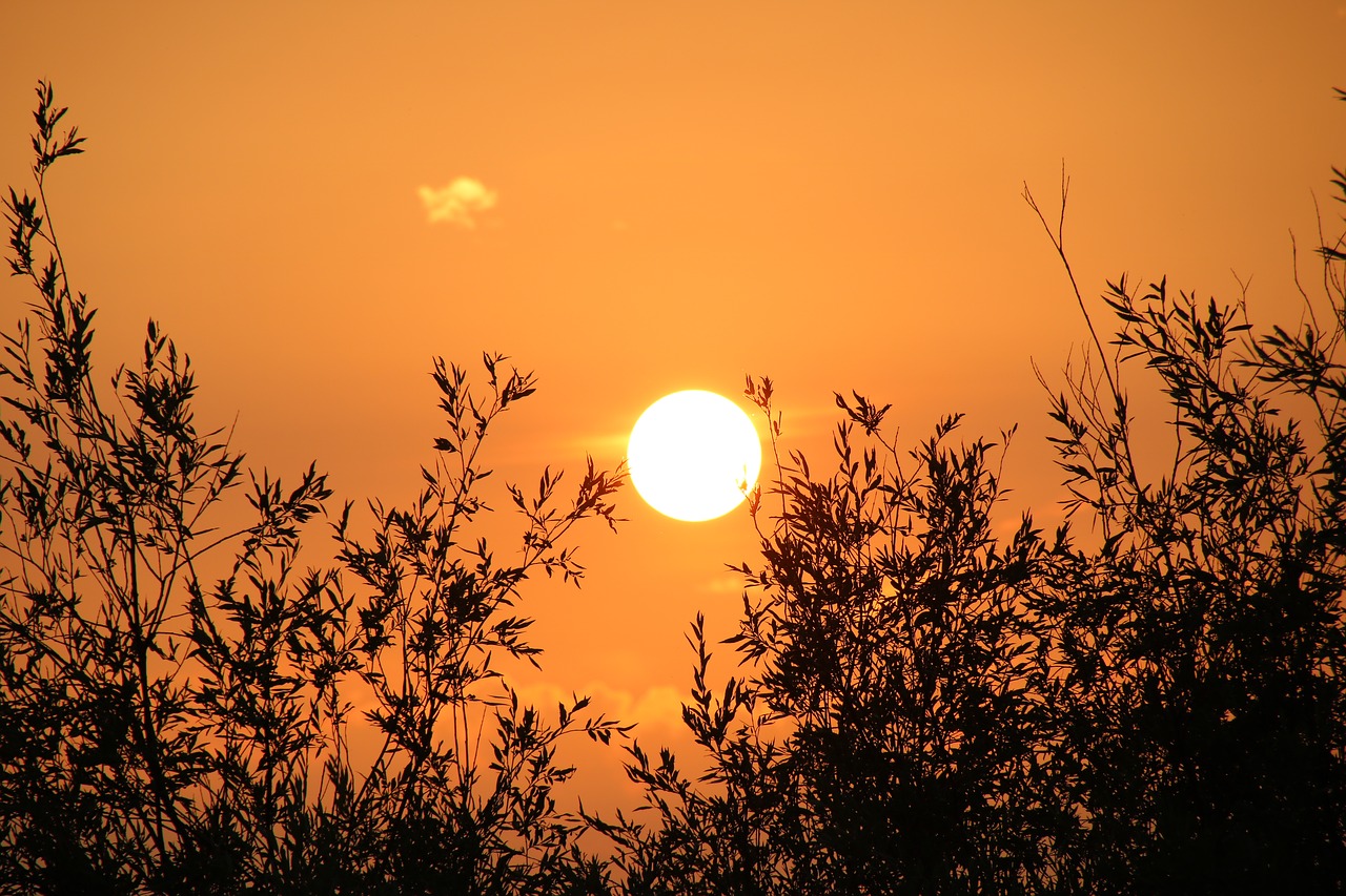 sunset branches tree free photo