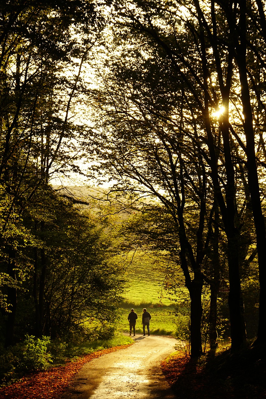 sunset forest mood free photo