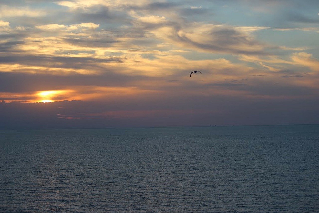 sunset bird ocean free photo