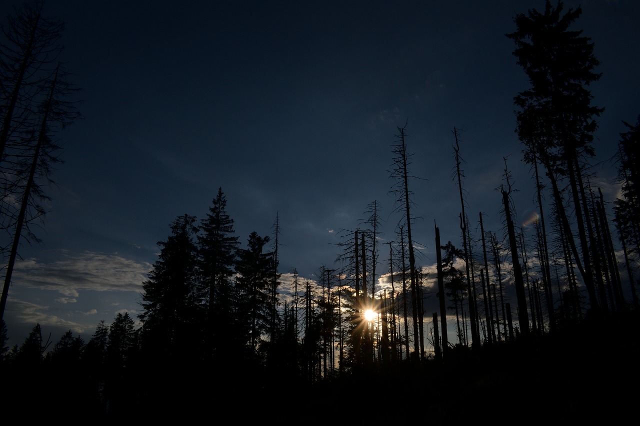 sunset forest sky free photo