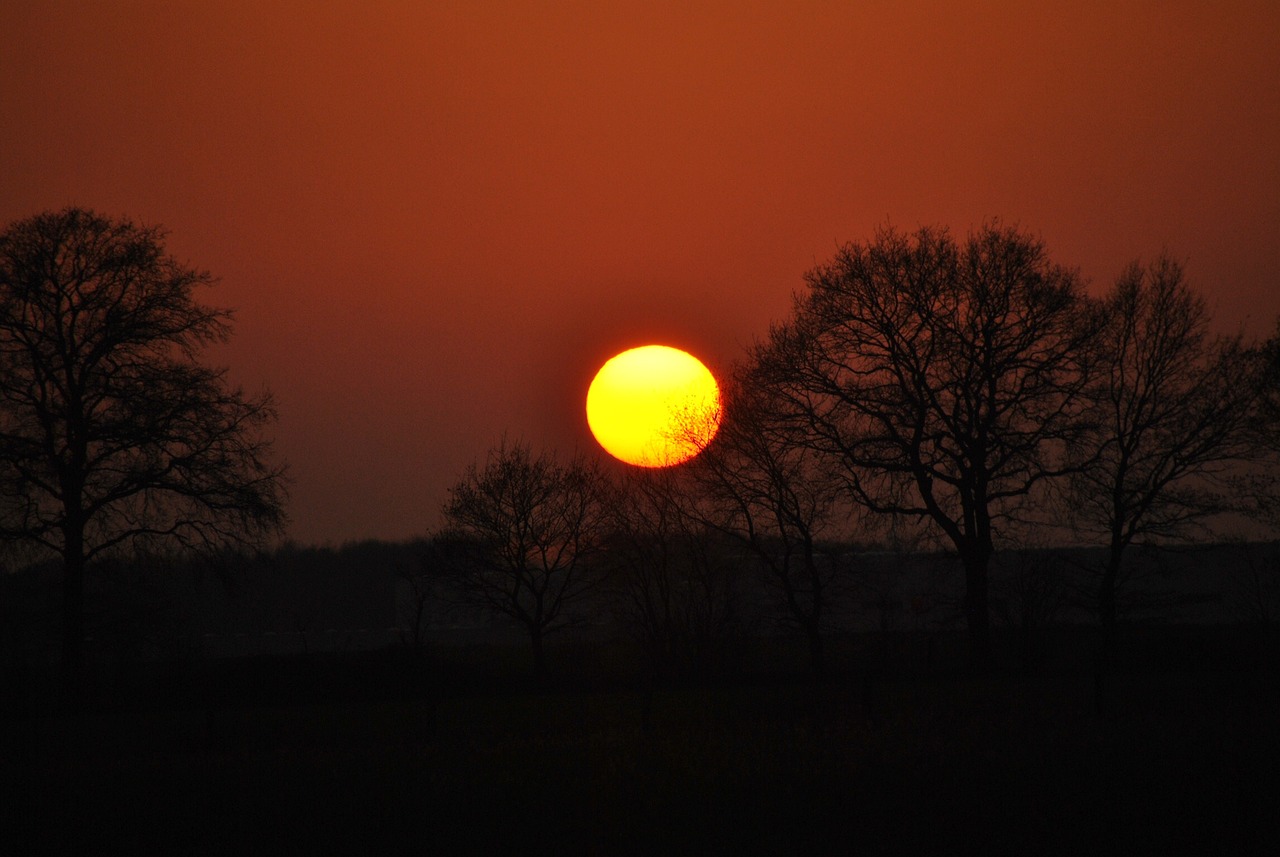 sunset dawn tree free photo