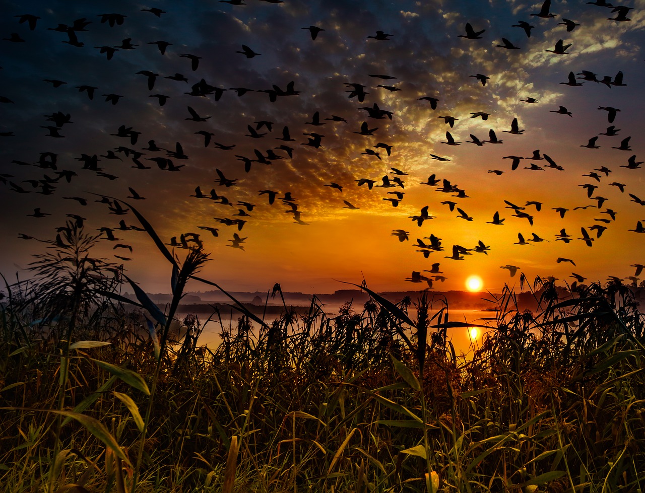 sunset flock of birds migratory birds free photo