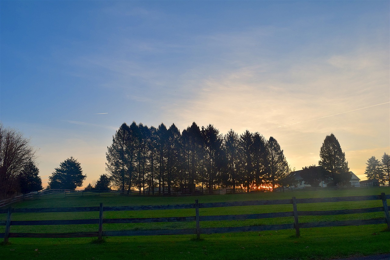 sunset trees silhouette free photo