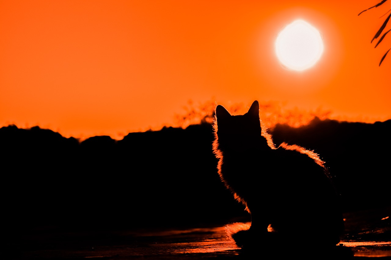 sunset cat shadows free photo