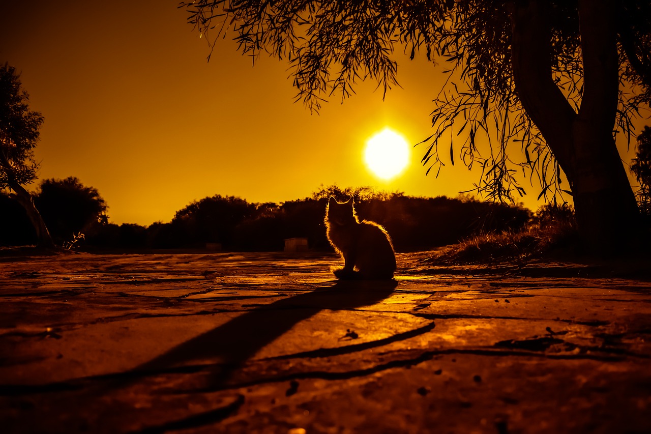 sunset cat shadows free photo