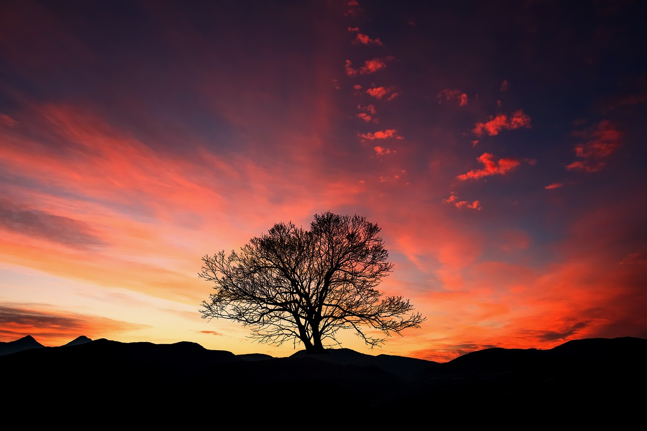sunset dawn tree free photo