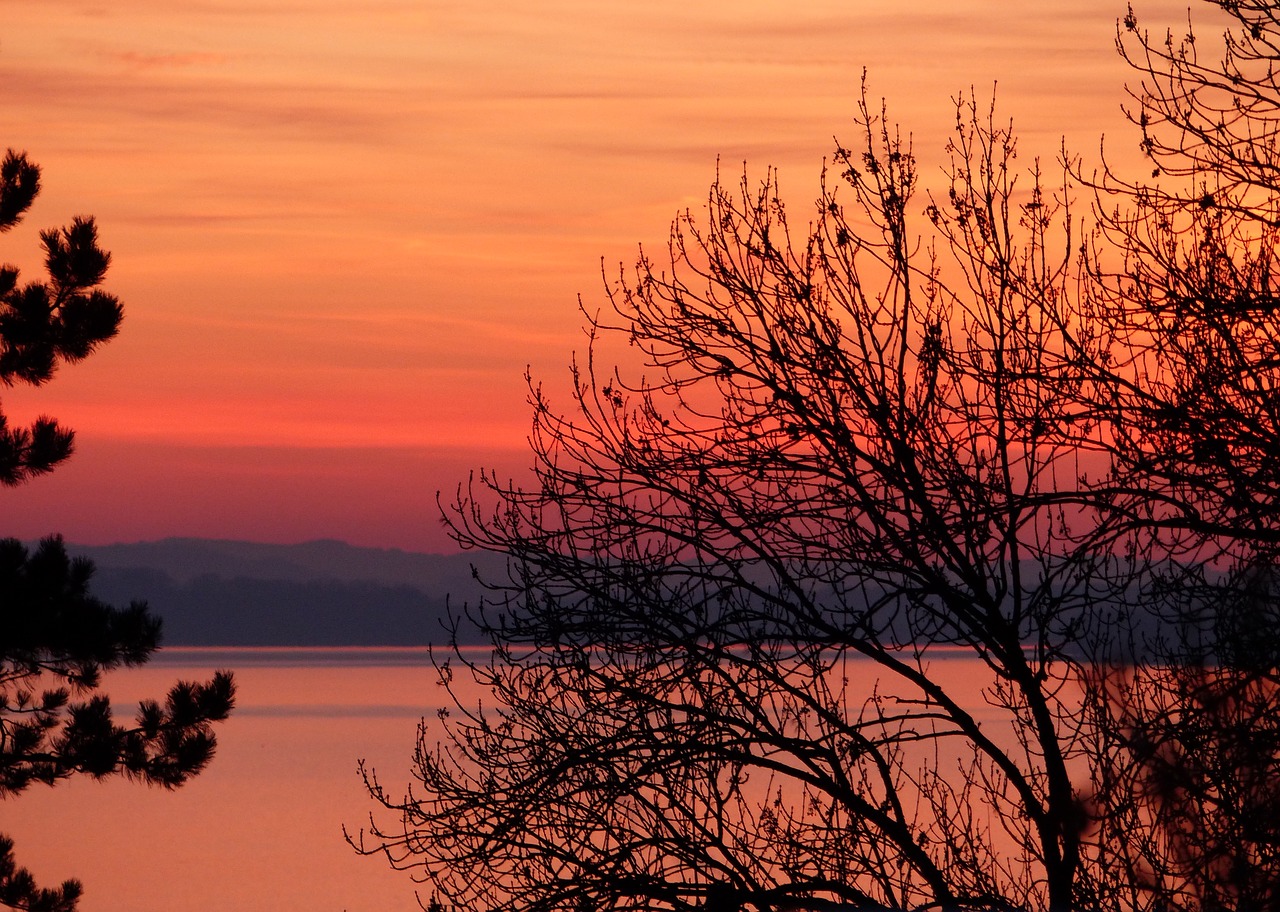 sunset tree nature free photo