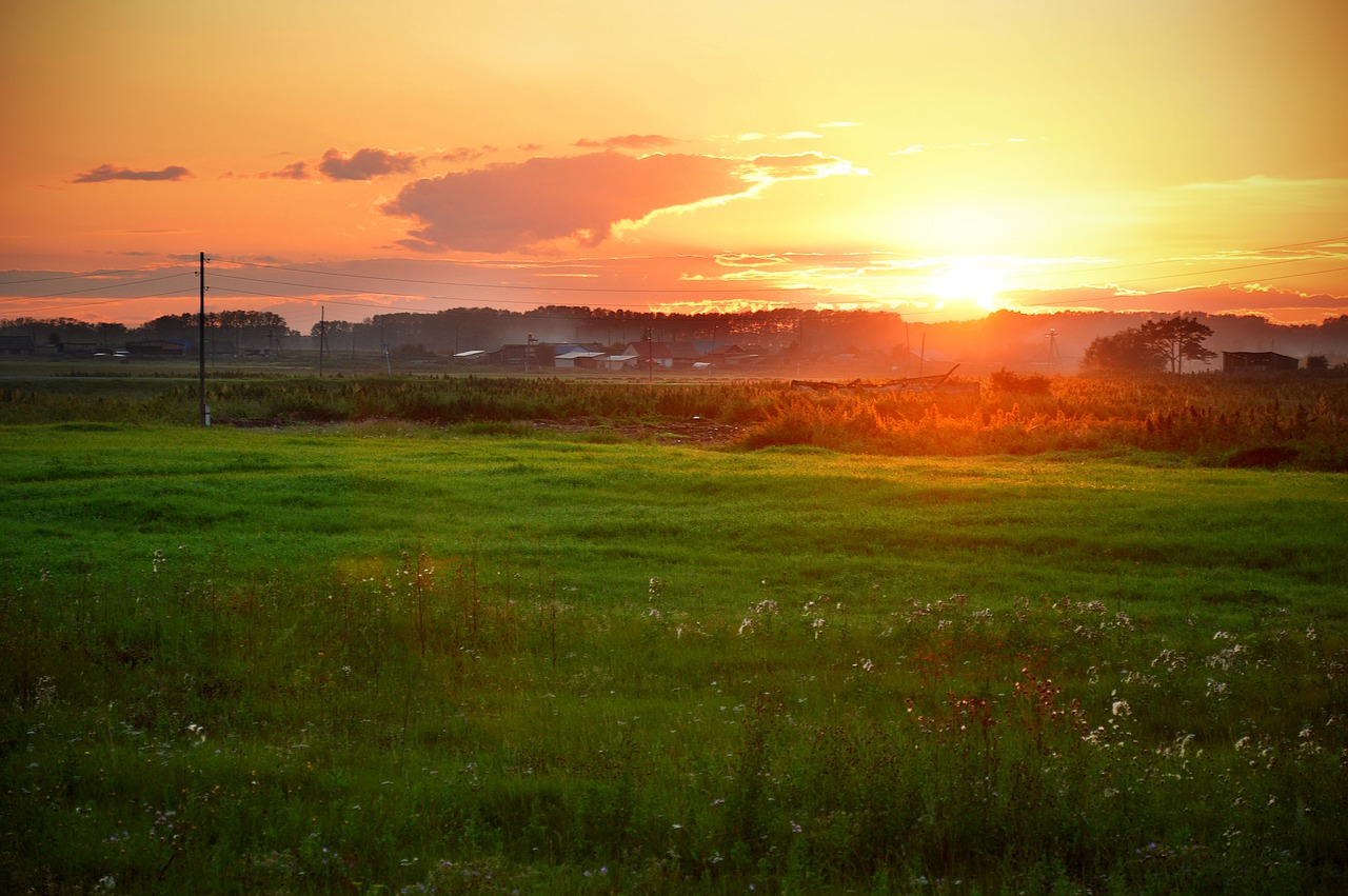 sunset nature grass free photo