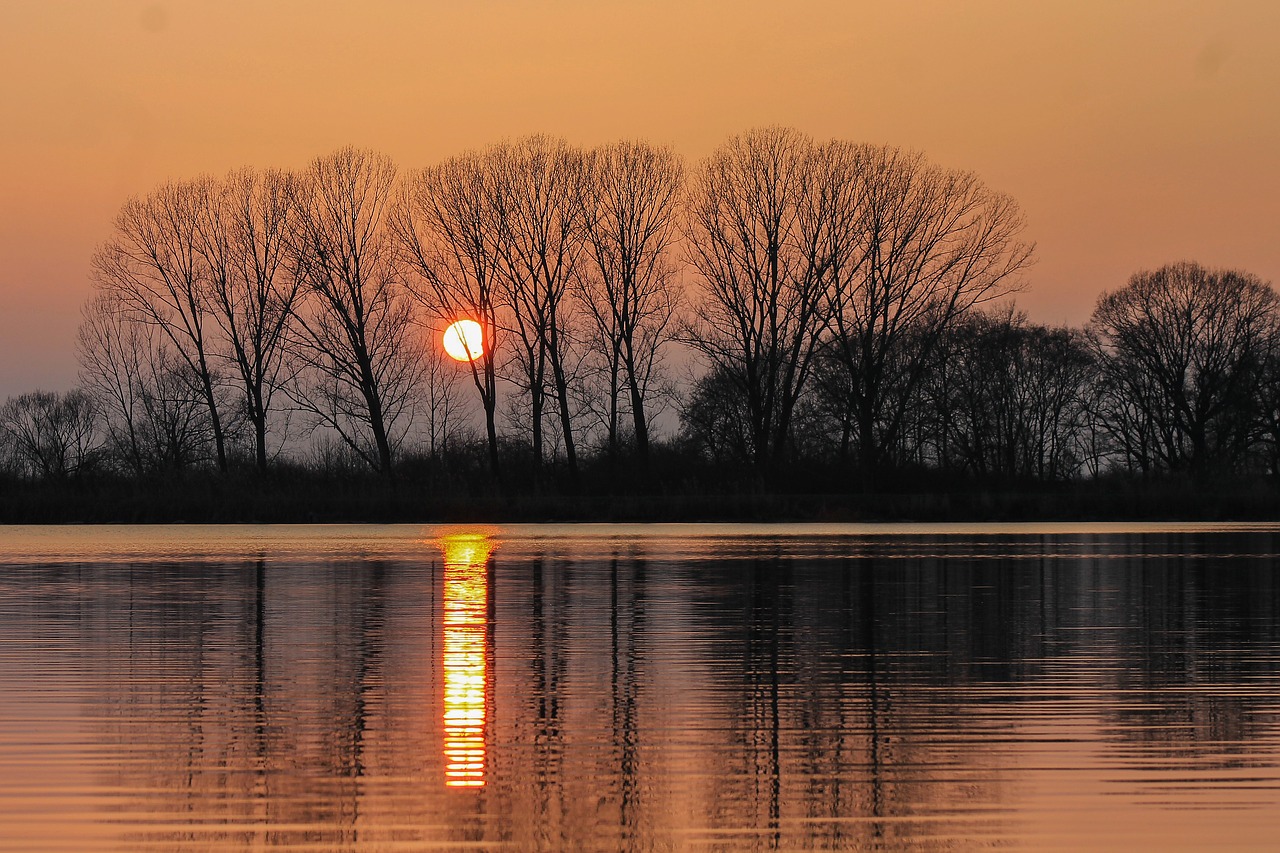 sunset trees water surface free photo
