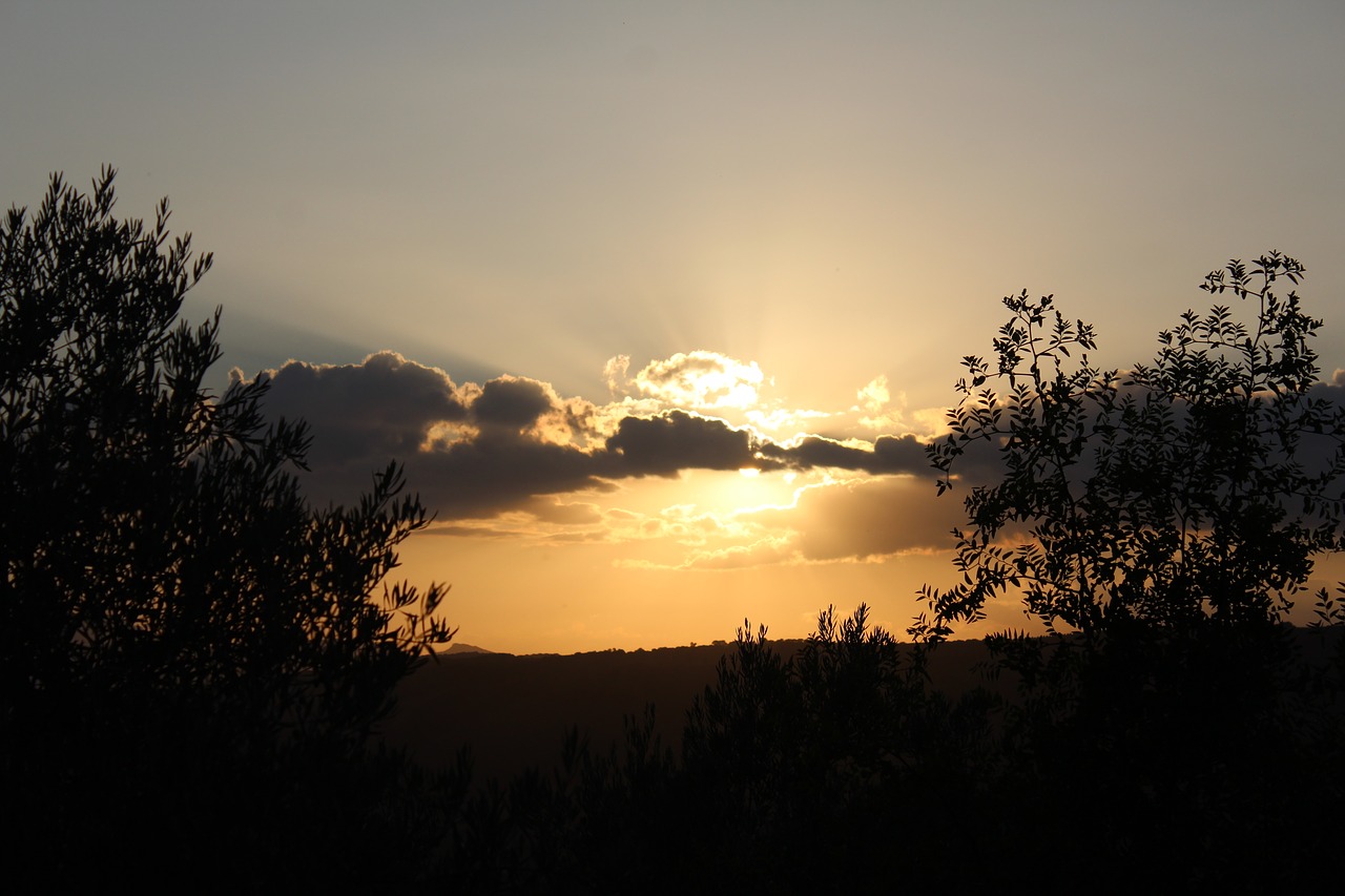 sunset nature tree free photo