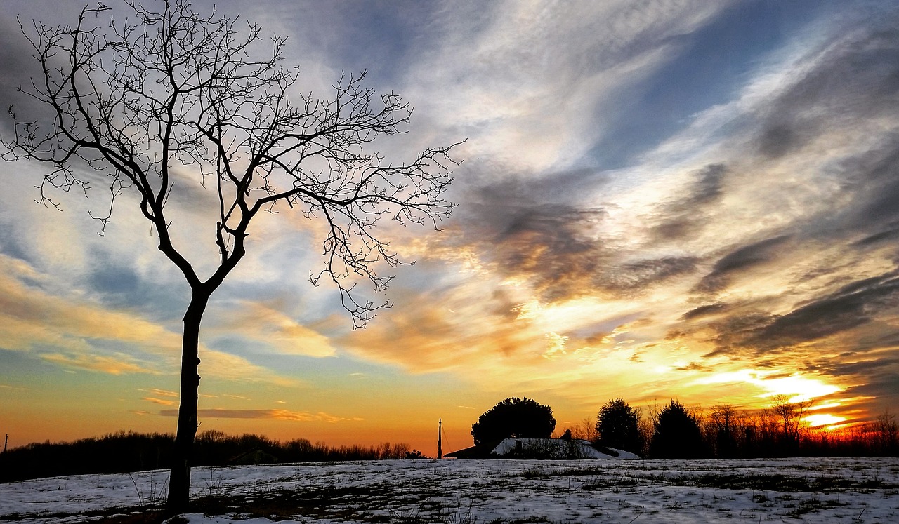 sunset nature tree free photo