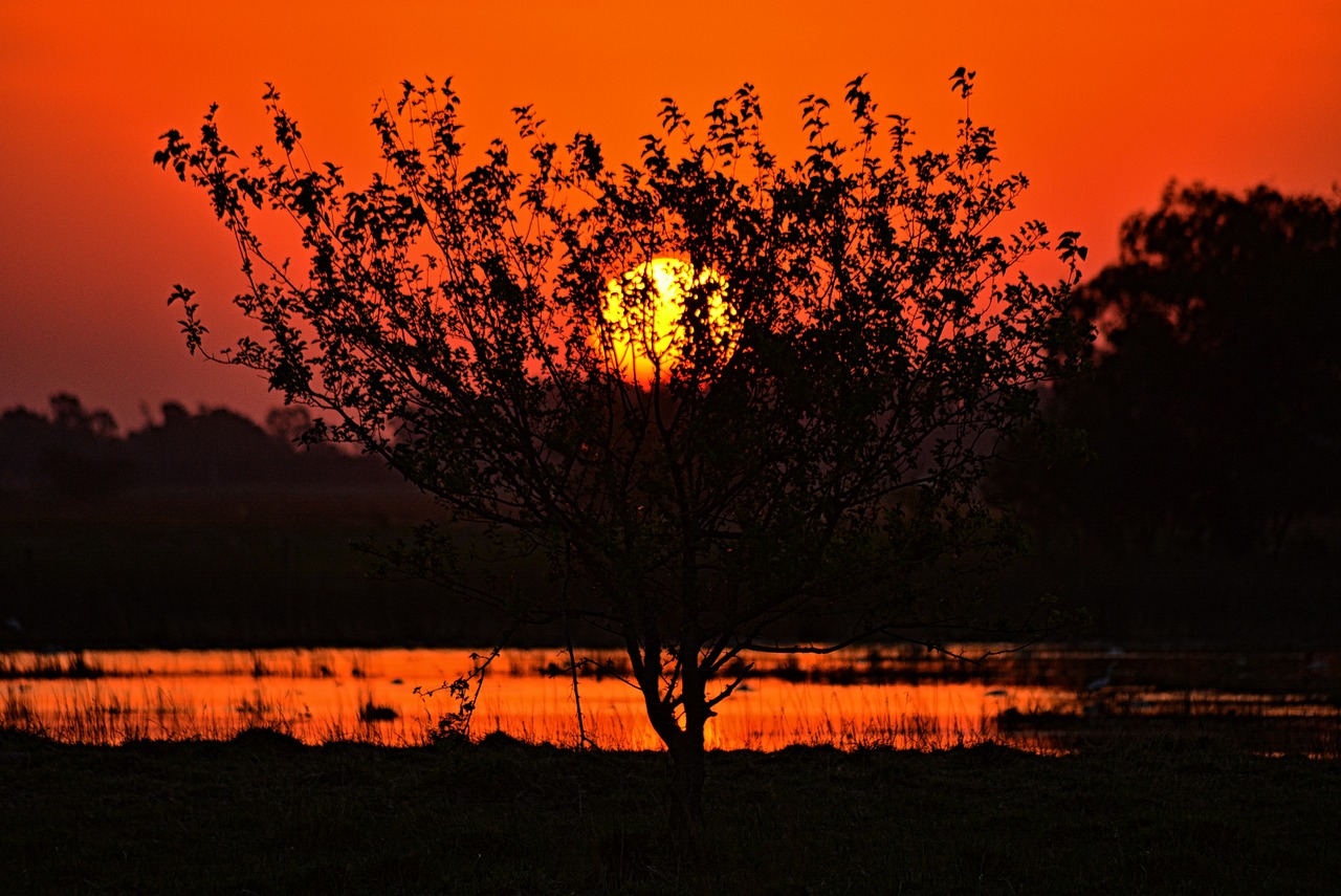 sunset tree nature free photo