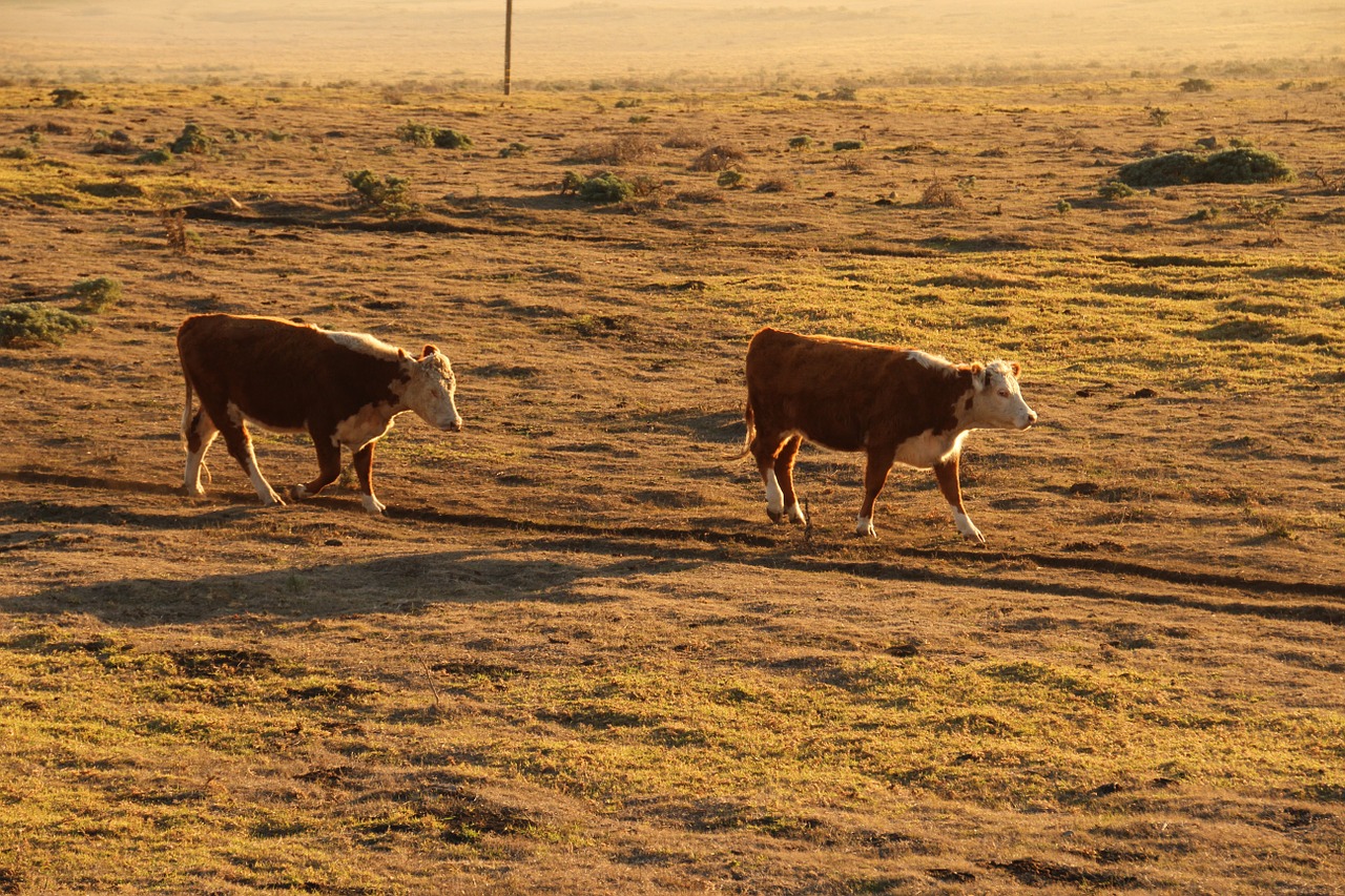 sunset cows farm free photo