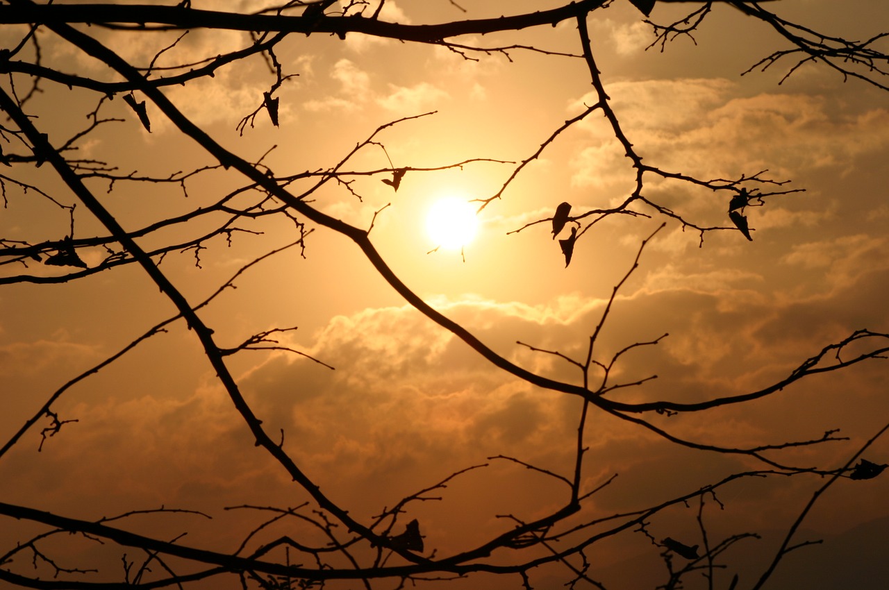 sunset dawn silhouette free photo