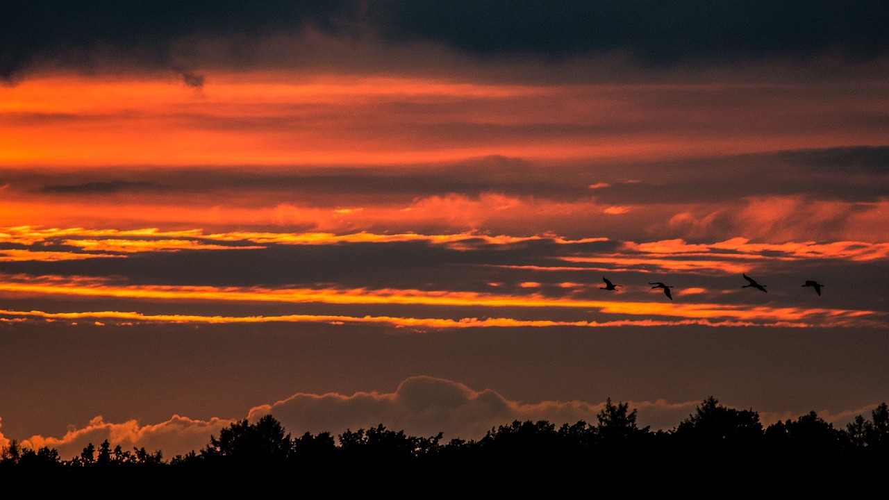 sunset nature bird free photo