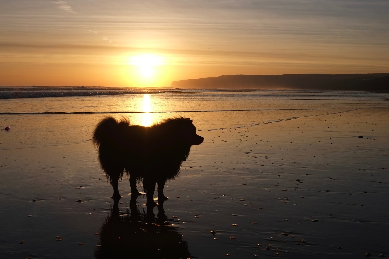 sunset water evening free photo