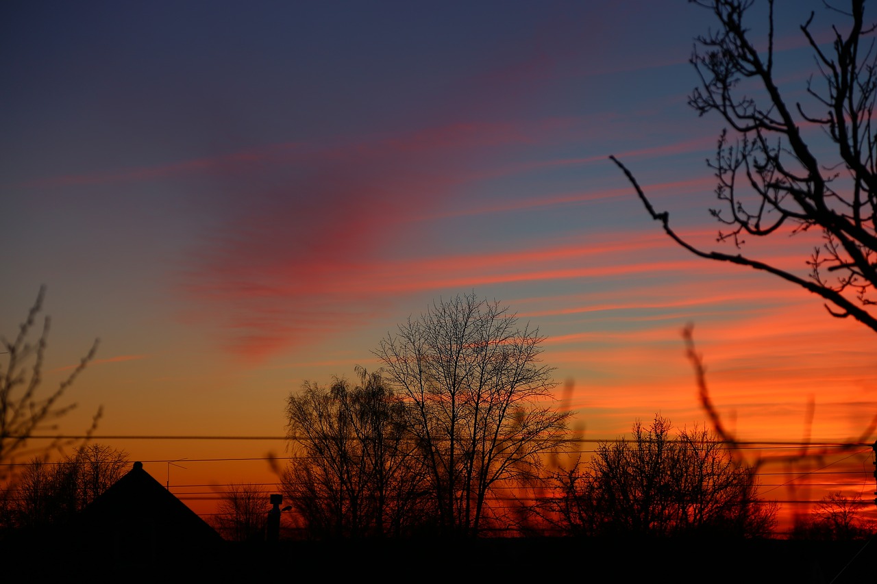 sunset twilight tree free photo