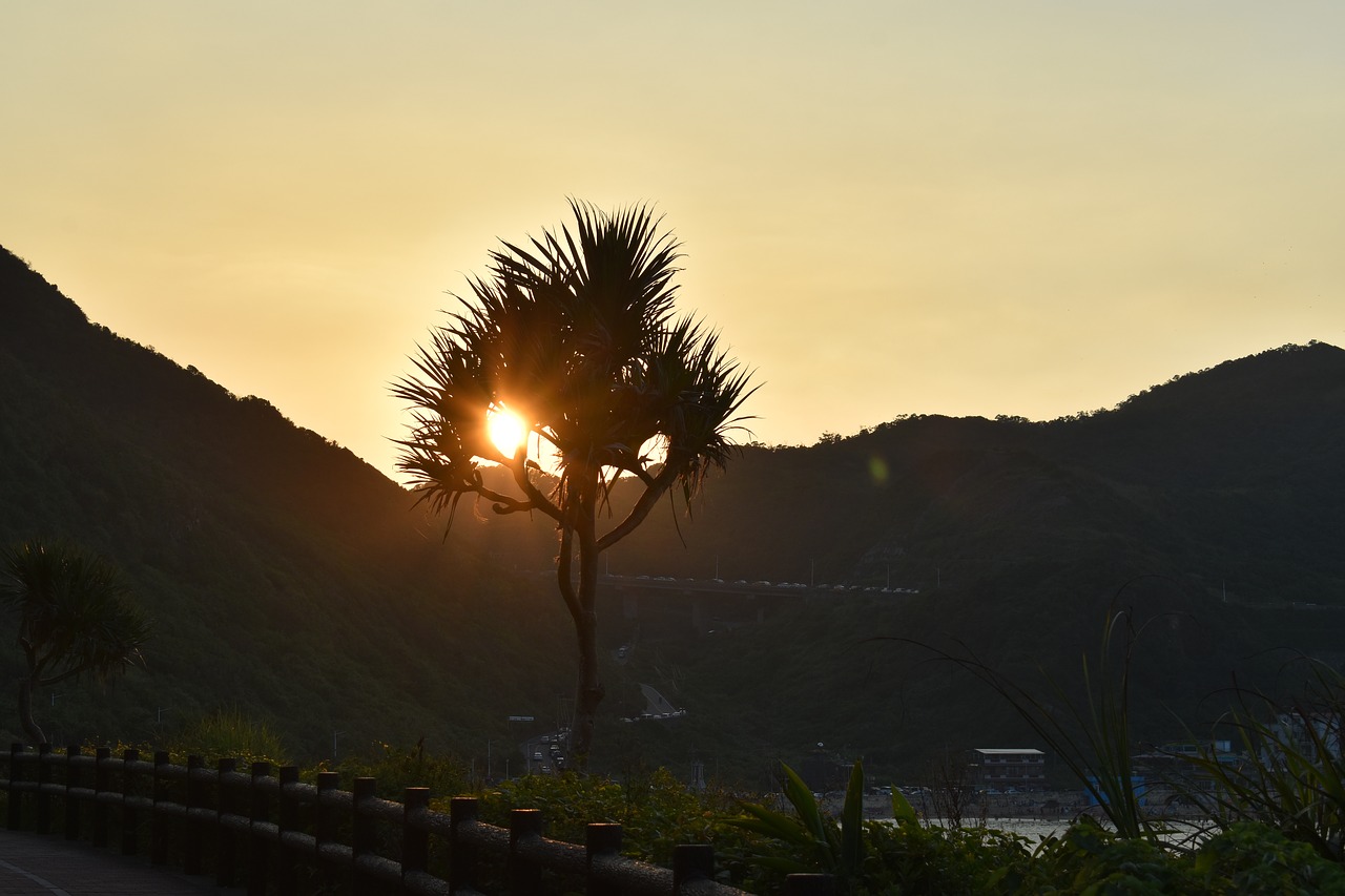 sunset tree nature free photo