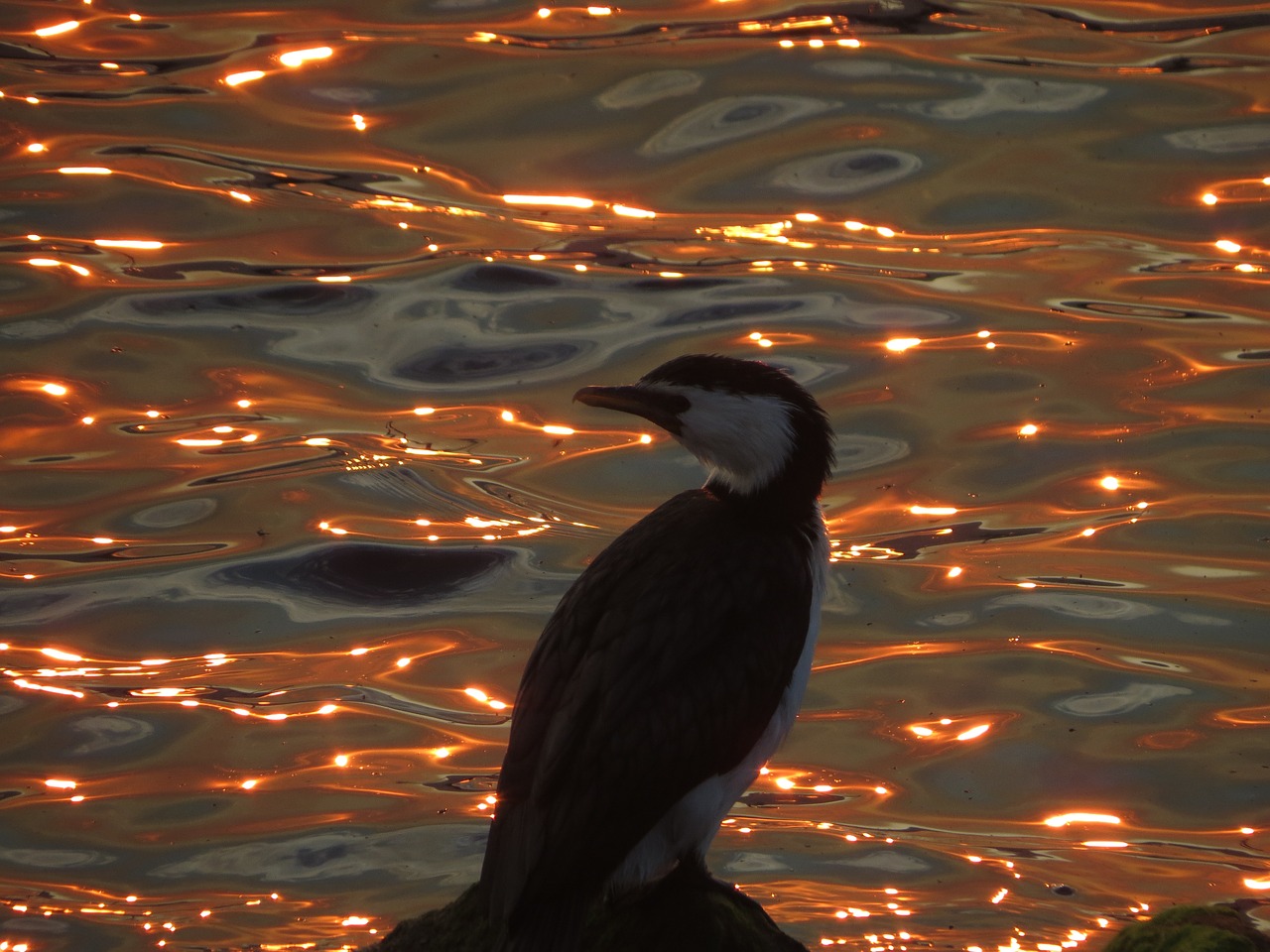 sunset hobart free pictures free photo