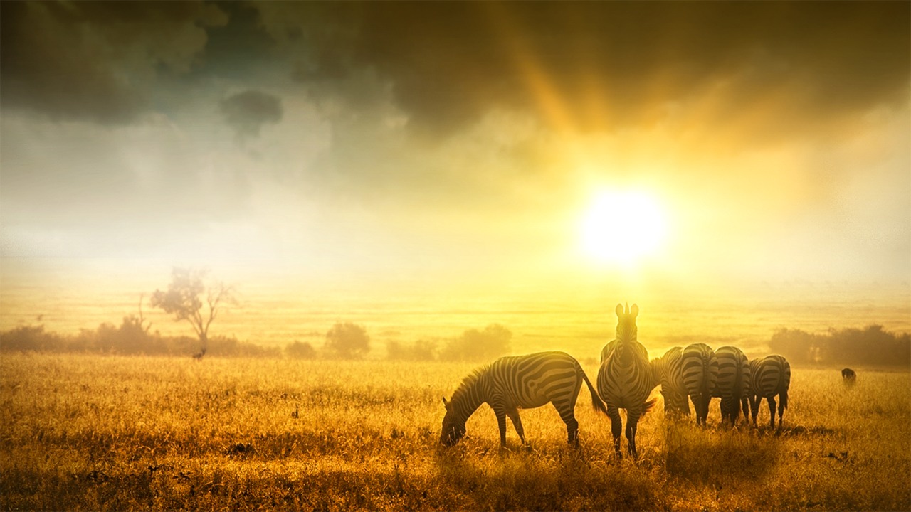 sunset field outdoors free photo