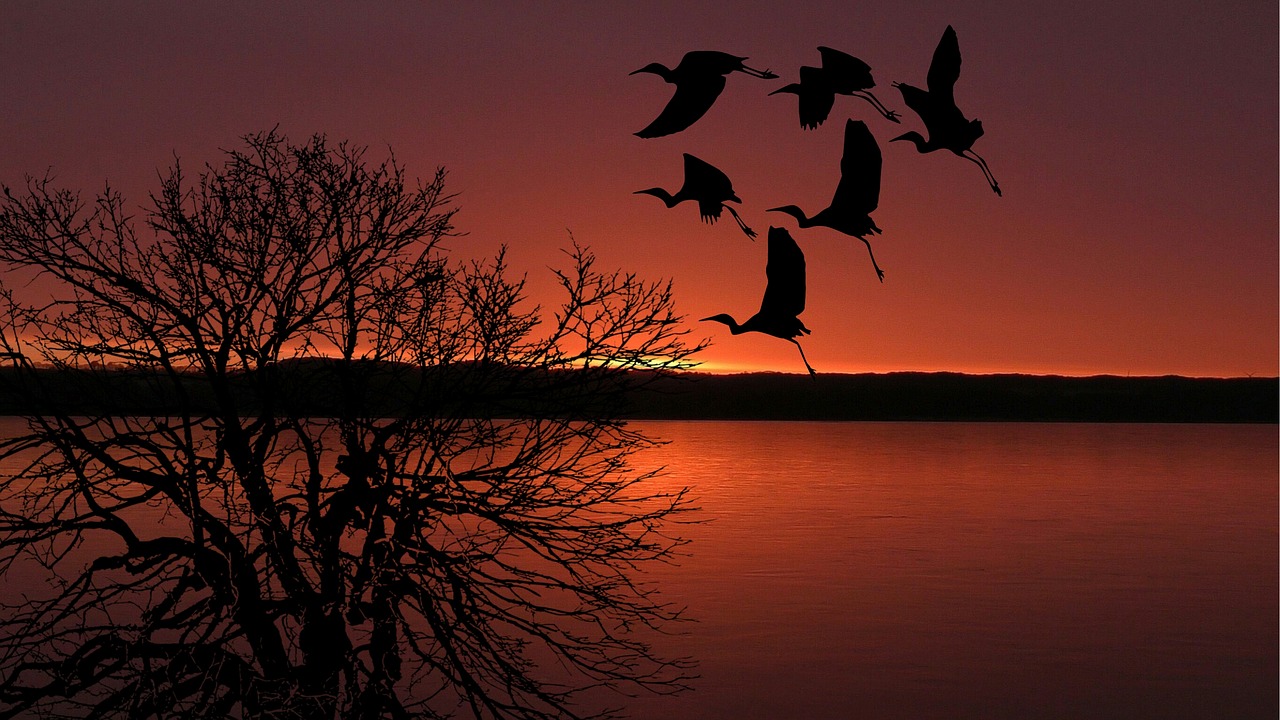 sunset birds flying free photo