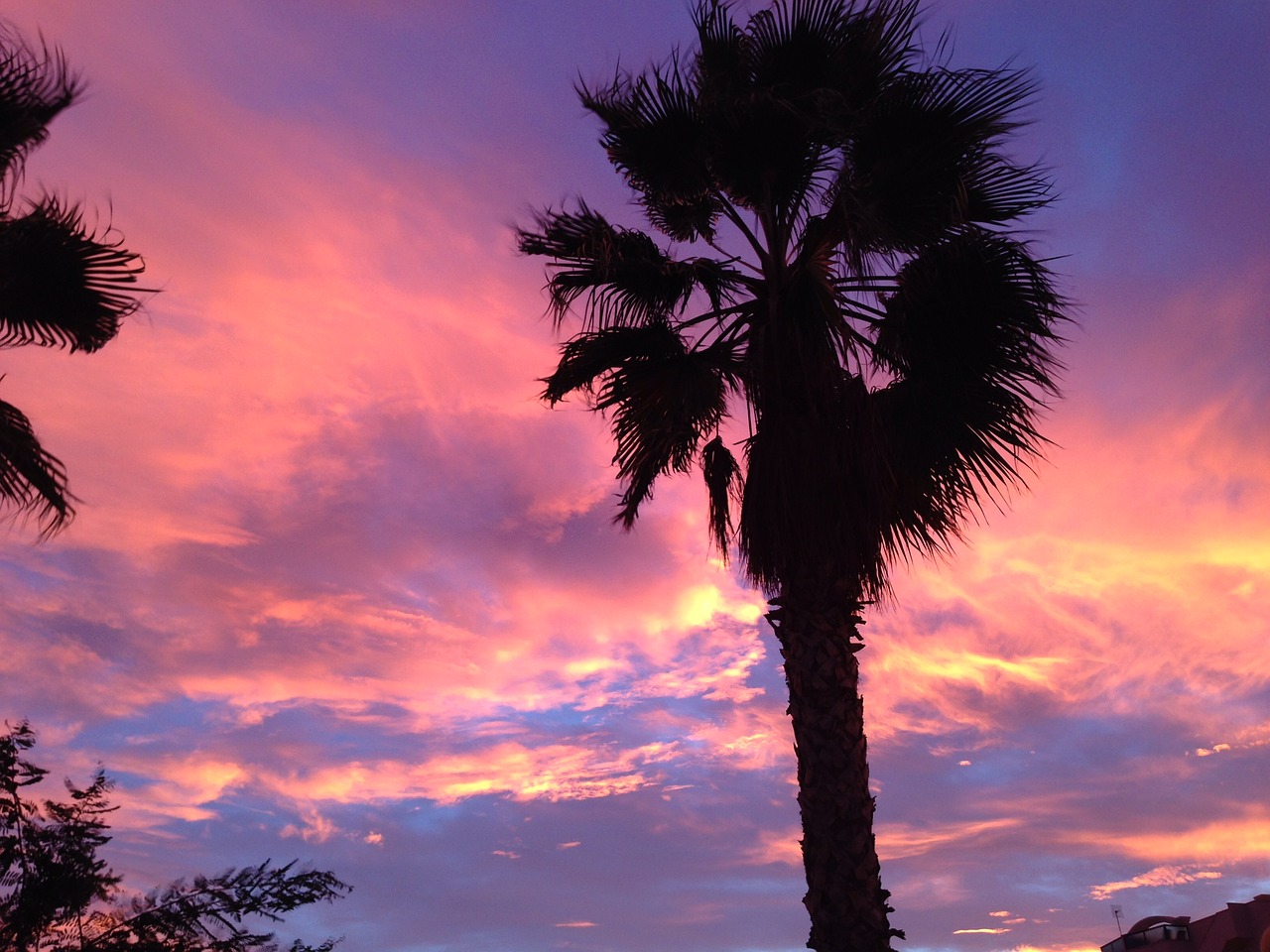 sunset tree sun free photo