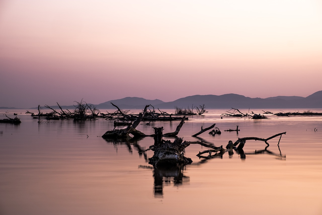 sunset  sea  logs free photo