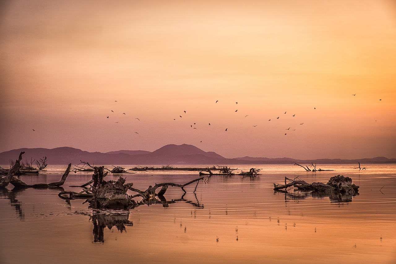 sunset  sea  seagulls free photo