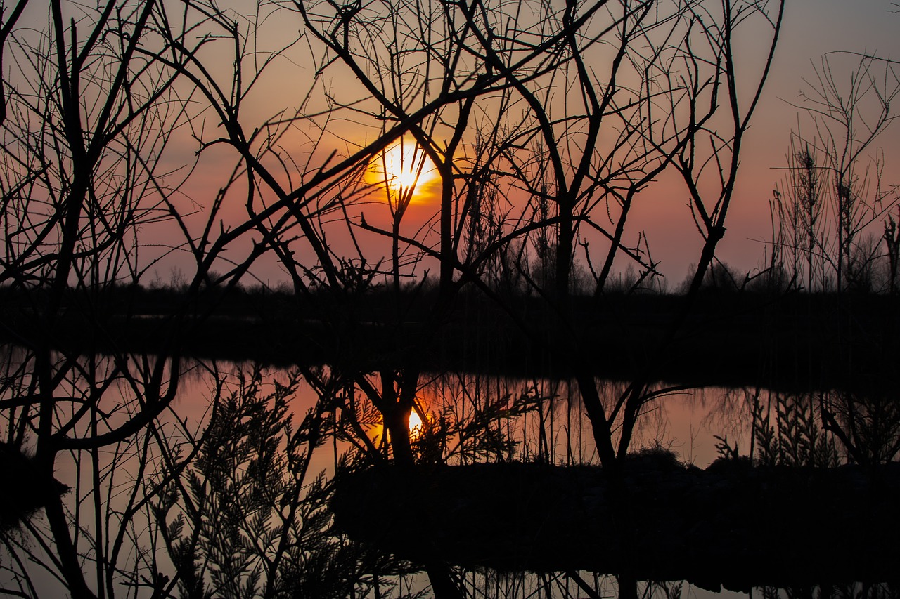 sunset  tree  wood free photo