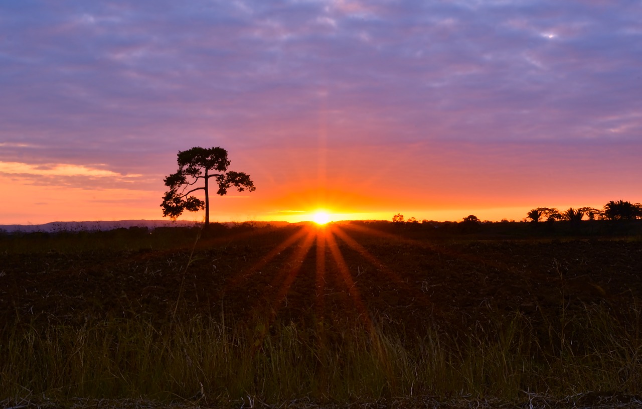 sunset  nature  dawn free photo