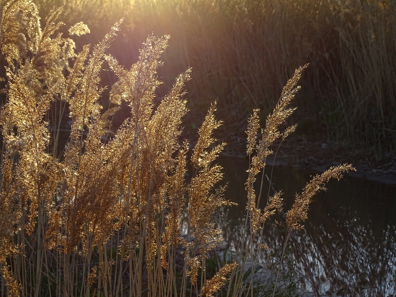 sunset  grass  evening free photo