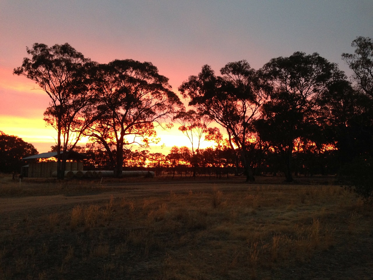 sunset australian outback tree silhouettes free photo