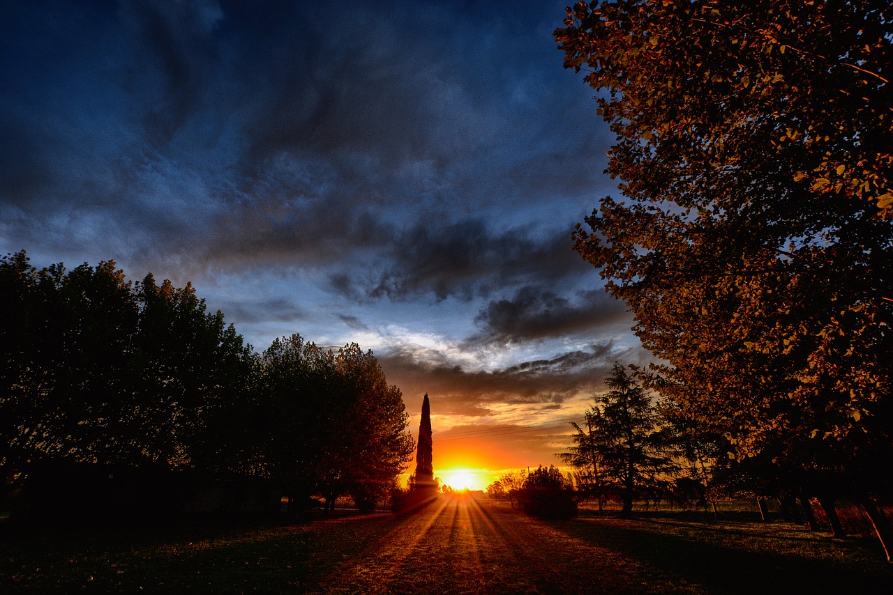 sunset  tree  outdoors free photo