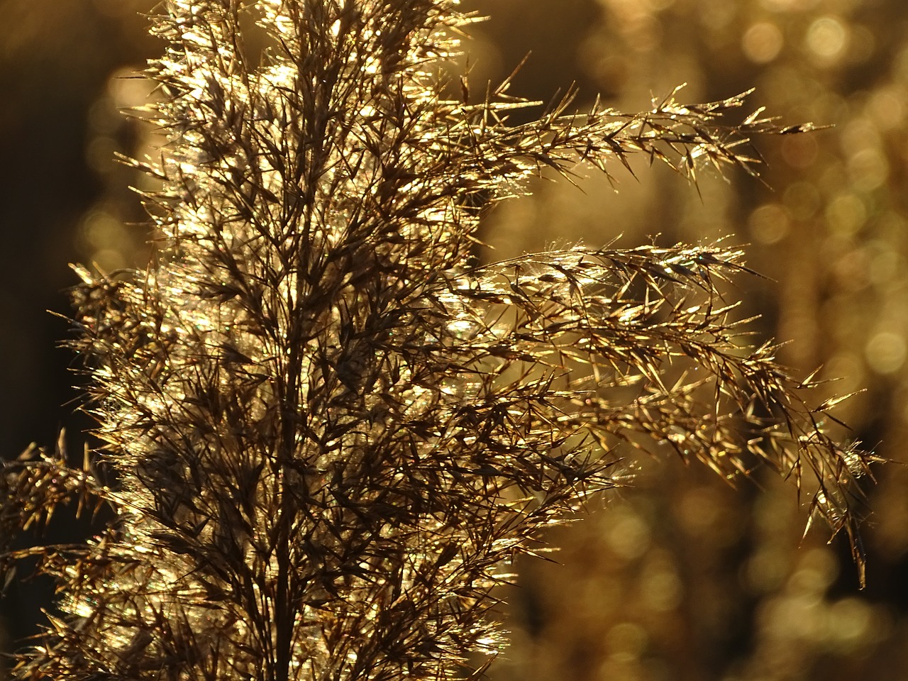 sunset  gold  ear free photo