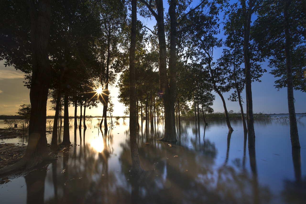 sunset  outdoor  tree free photo