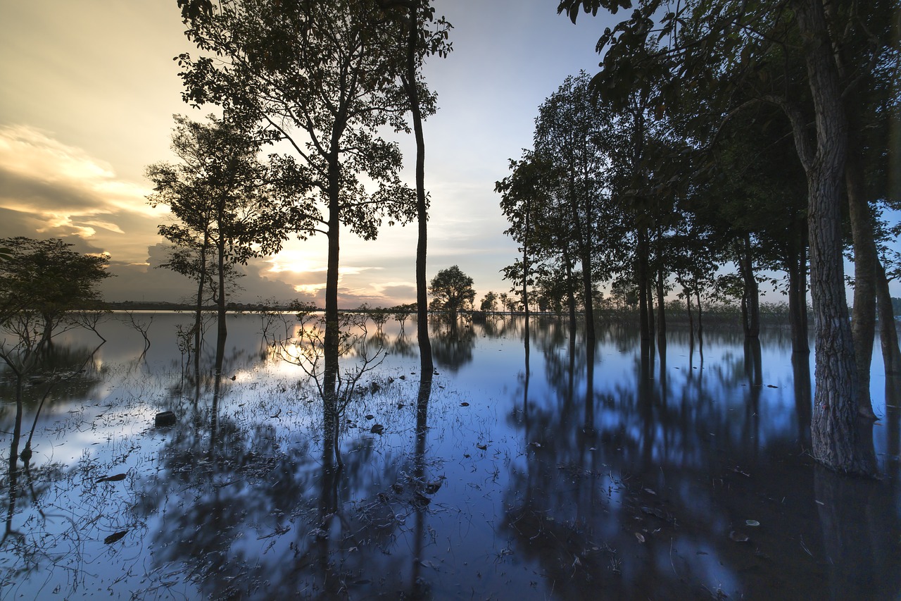 sunset  outdoor  tree free photo