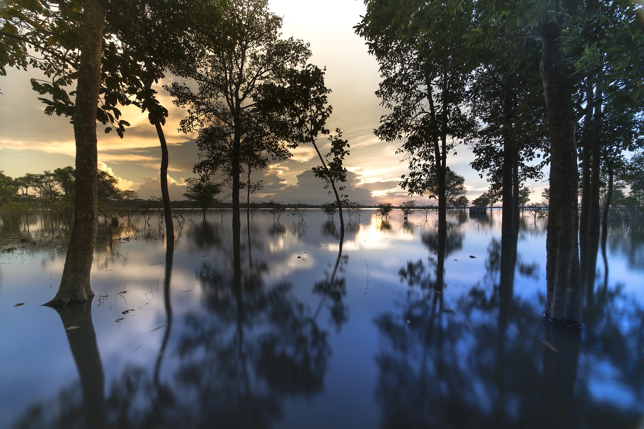 sunset  outdoor  tree free photo