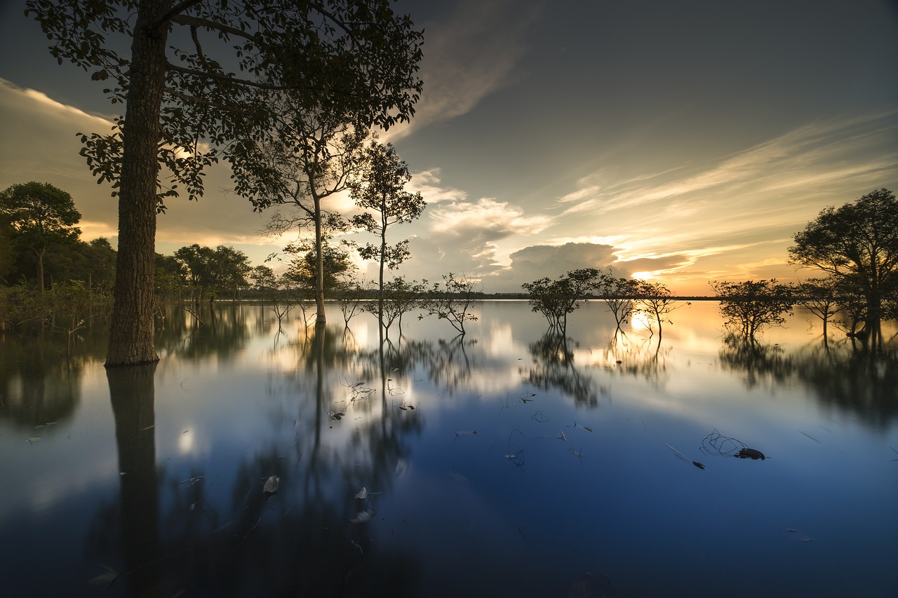 sunset  outdoor  tree free photo