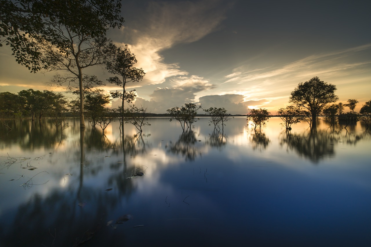 sunset  outdoor  tree free photo