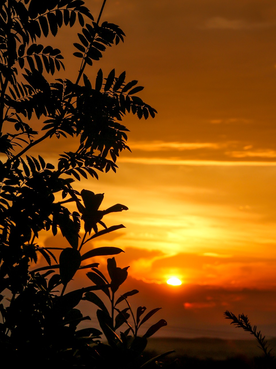 sunset  tree silhouette  tree free photo