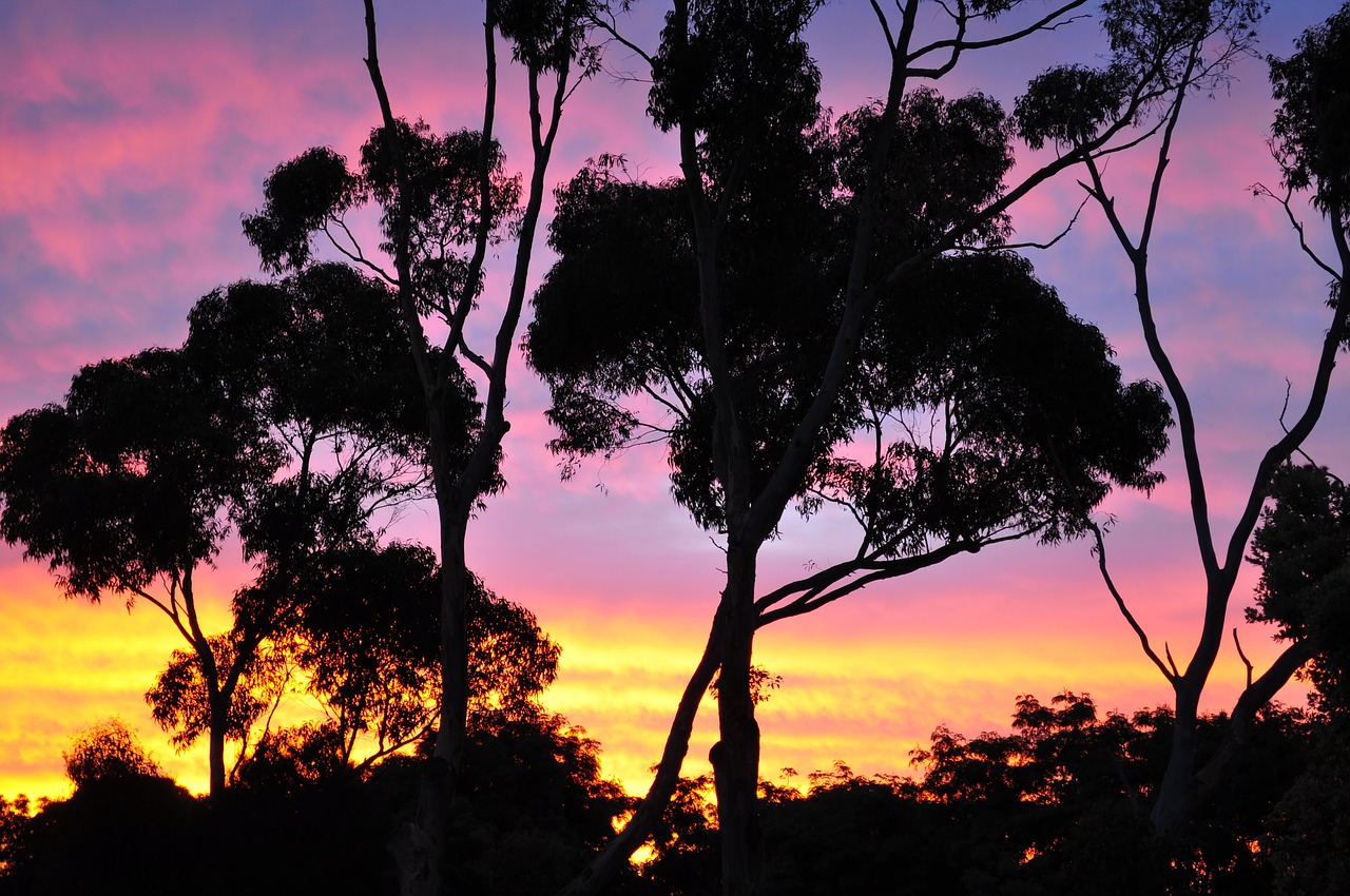 sunset  tree  nature free photo