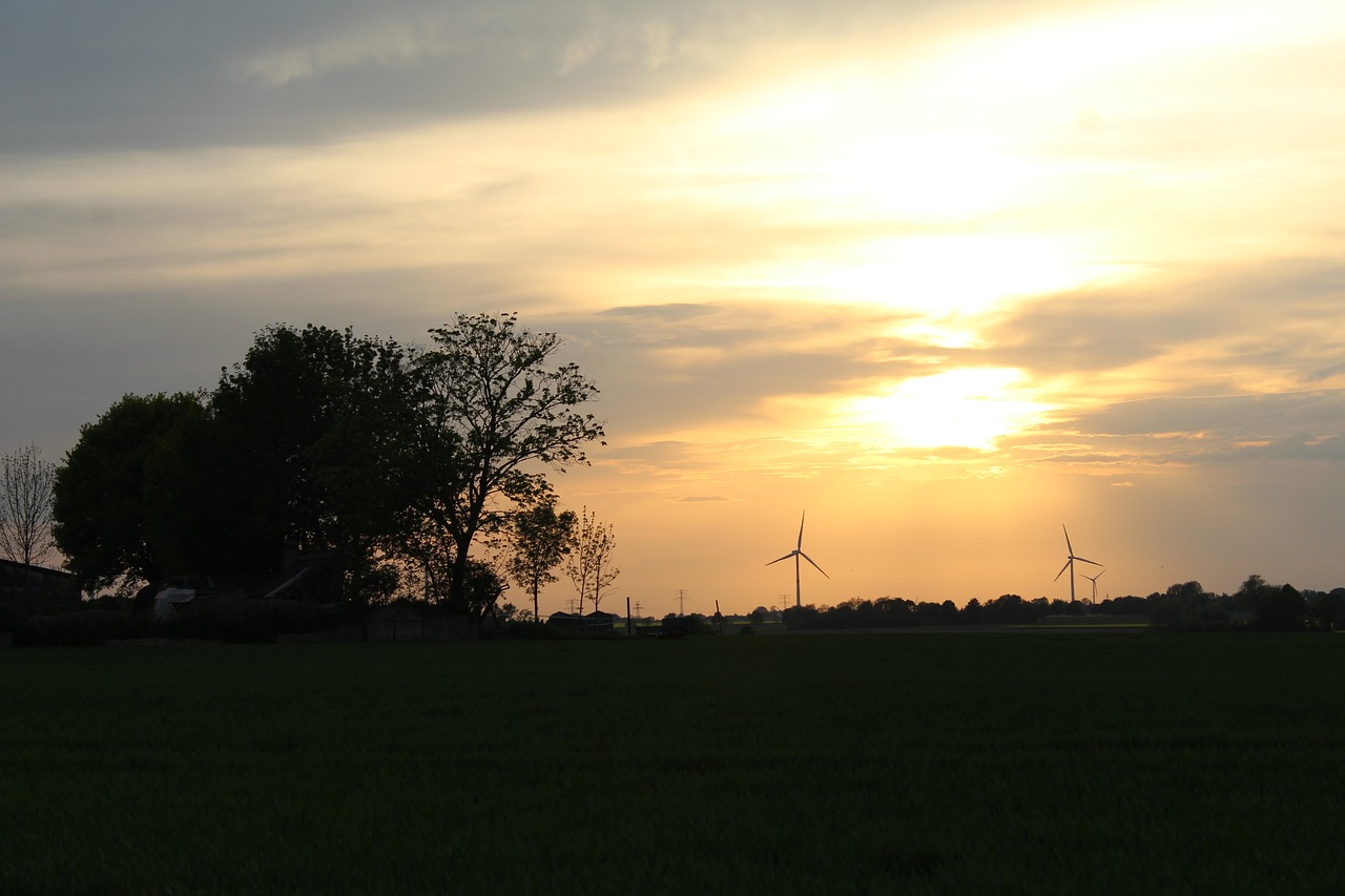 sunset  nature  tree free photo