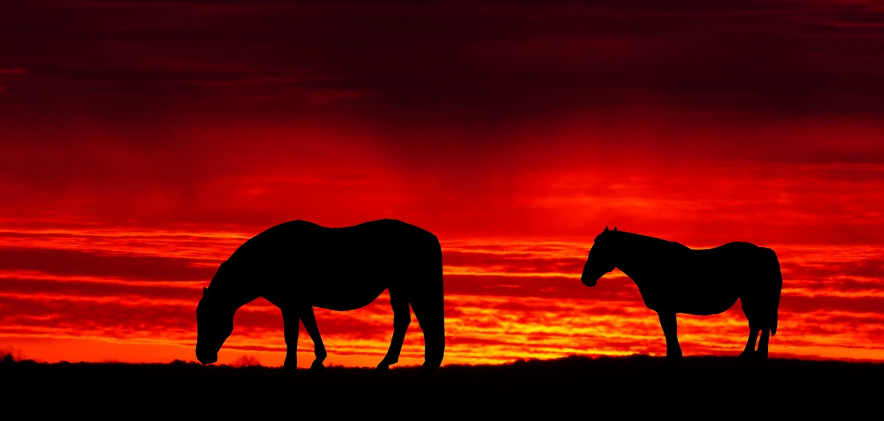 sunset  cut  evening free photo