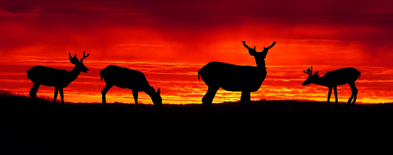 sunset  deer  biches free photo