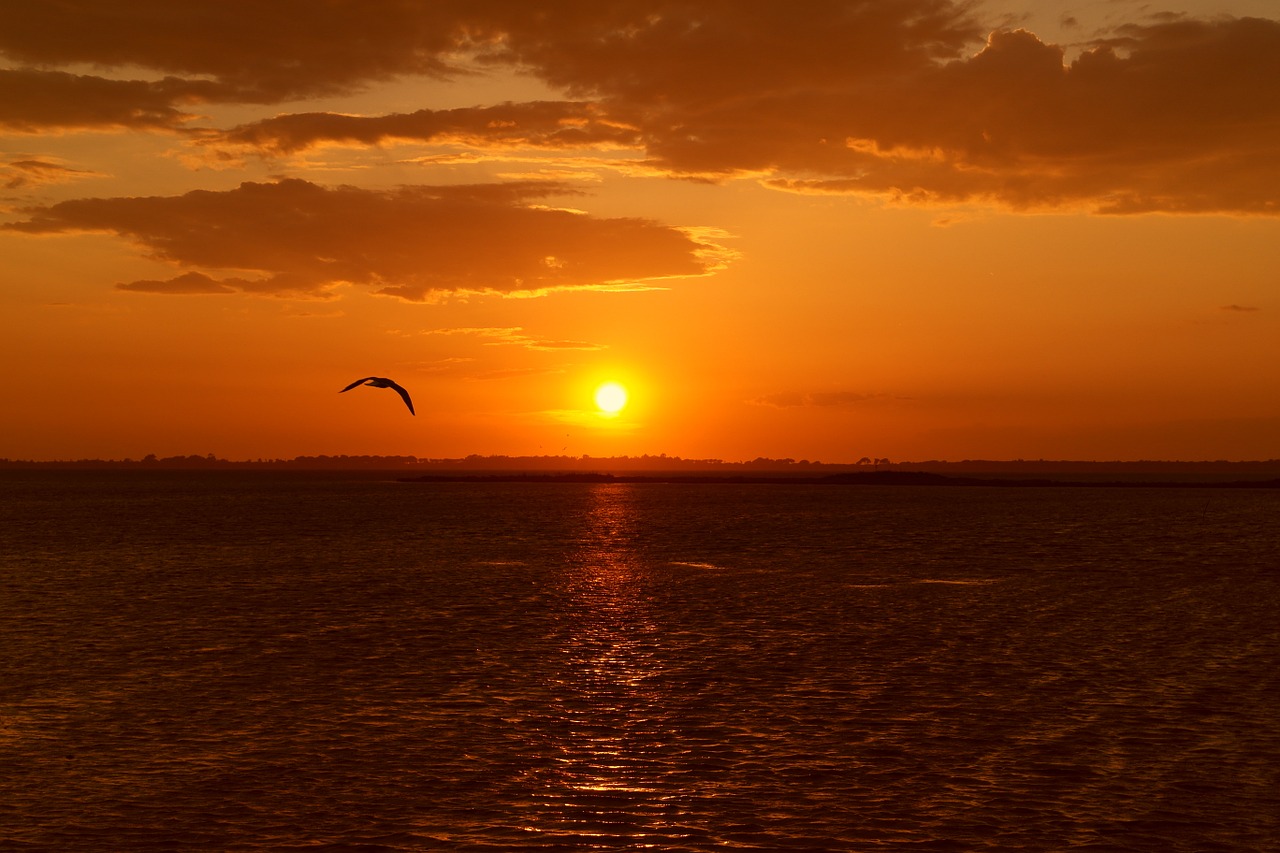 sunset orbetello bird free photo